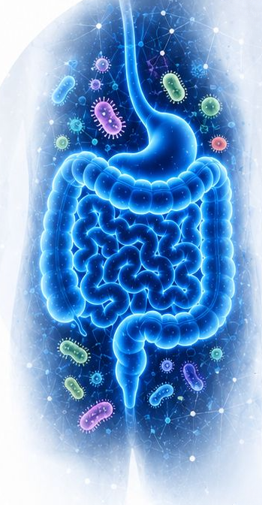 Representación científica del sistema digestivo y la microbiota intestinal